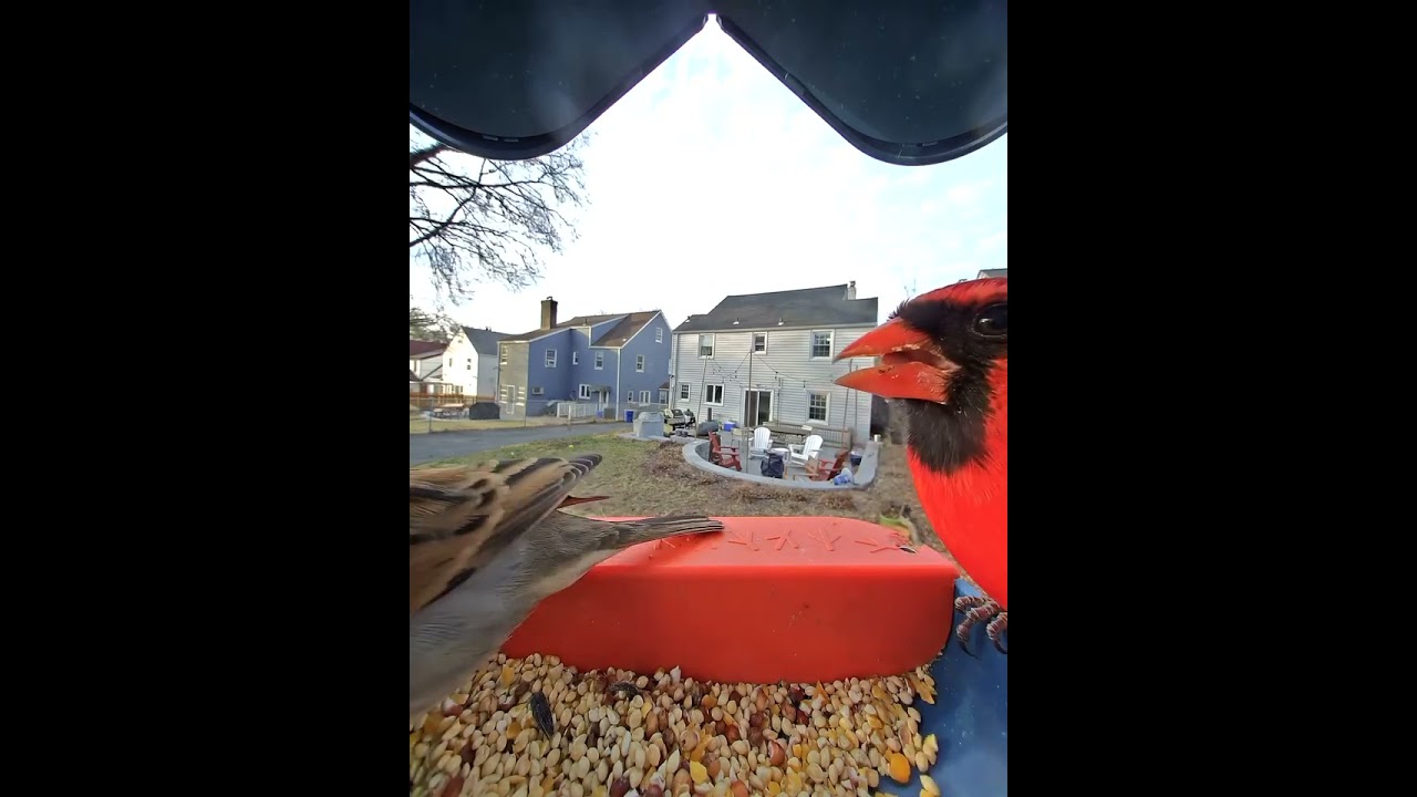 Bird Feeder 2 - YouTube