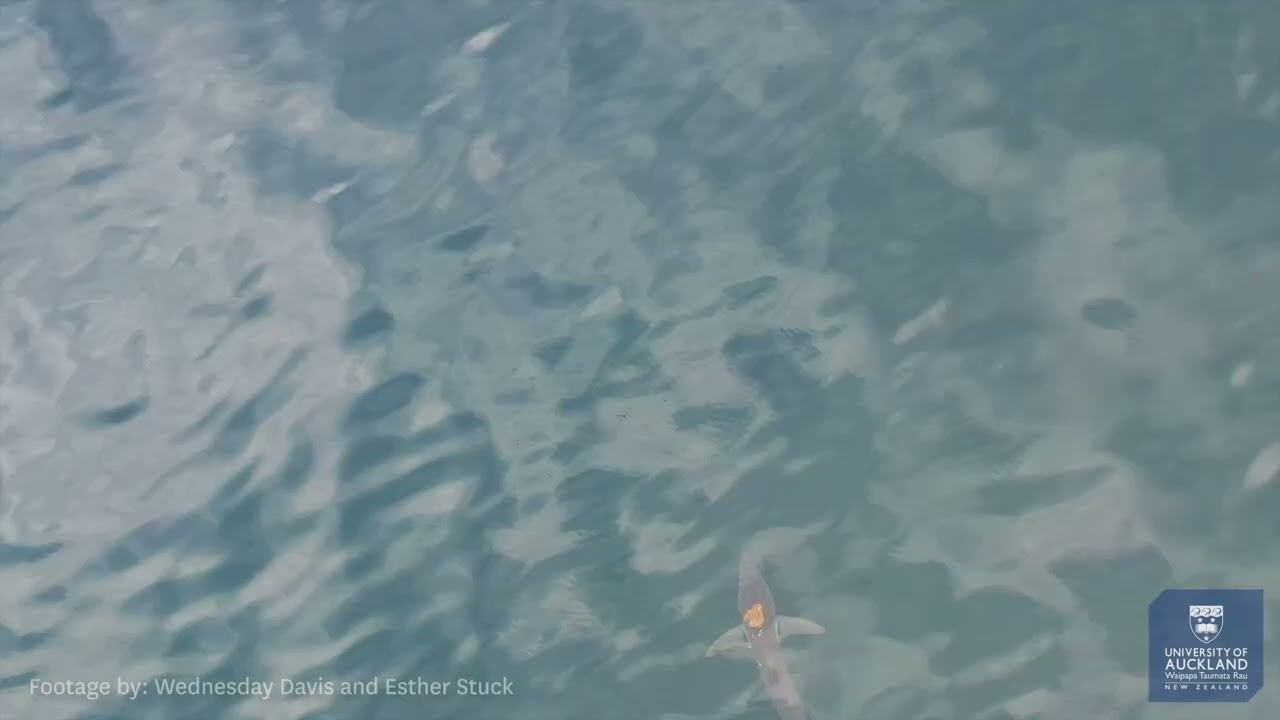 Marine mystery of octopus riding shark - YouTube