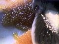 Tag in Lake Trout Releasing with Eggs