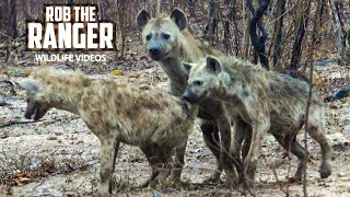 Watching Hyenas Again