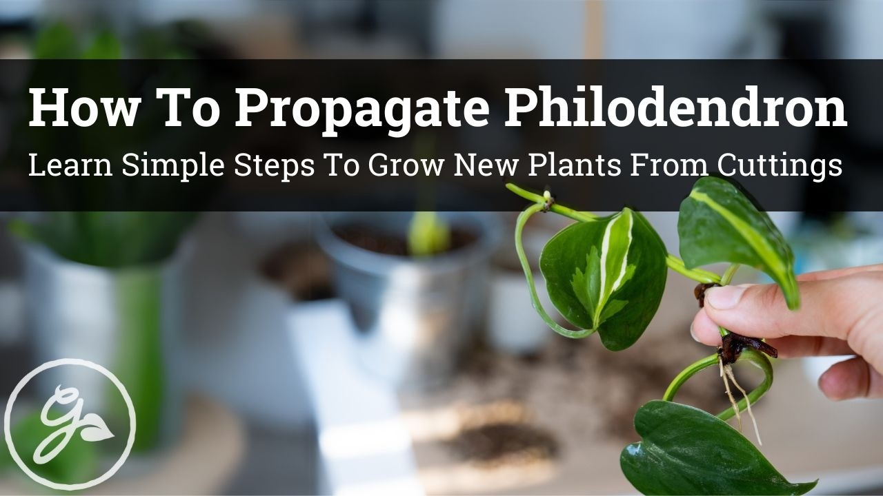 How To Propagate Philodendron - YouTube